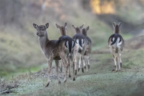 Due Lupi In Pineta Hanno Sbranato Dei Daini