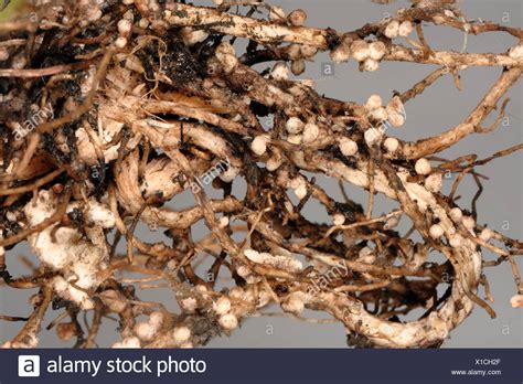 Legume Root Nodule Stock Photos Legume Root Nodule Stock Images Alamy