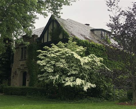 "Venus" dogwood | Deborah Silver & Co.