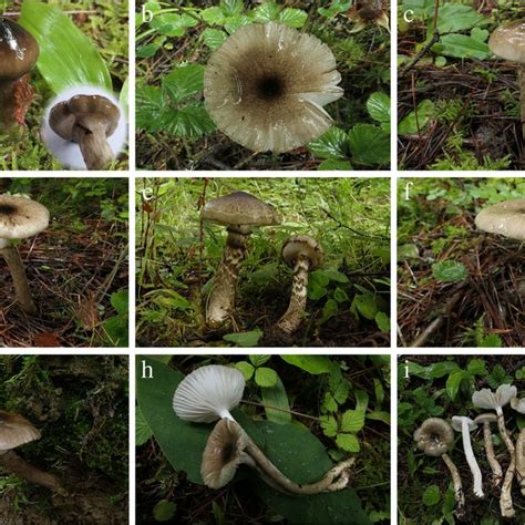 Basidiomata And Microscopic Features Of Candolleomyces Incanus BJTC