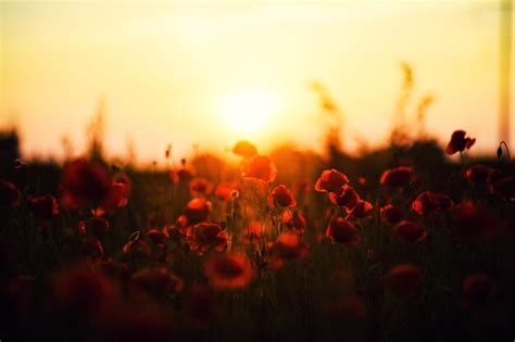 Premium Photo Beautiful Field Of Red Poppies In The Sunset Light