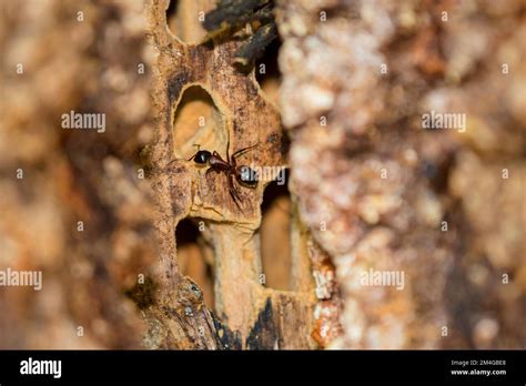 Jet Ant Shining Jet Black Ant Lasius Fuliginosus Dendrolasius