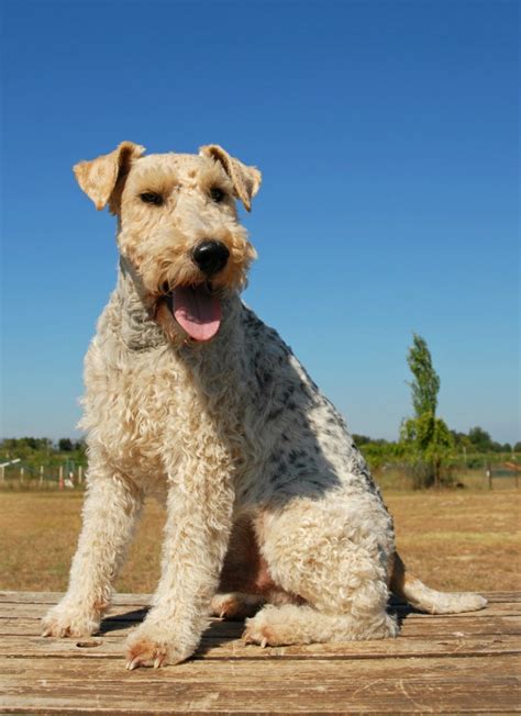 Fox Terrier Breed Information And Photos Thriftyfun