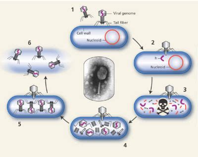 Lytic Cycle CreationWiki The Encyclopedia Of Creation Science