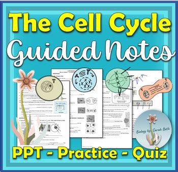 Mitosis And The Cell Cycle Powerpoint And Guided Notes Practice And Quiz