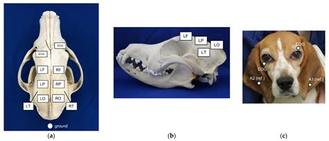 How To Treat Hyperventilation In Dogs