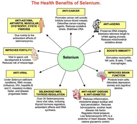 Selenium Prevents Many Diseases Caused By Poor Nutrition Rawfoodlife Llc