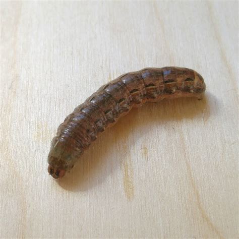 Cutworm Larva Biologic Company