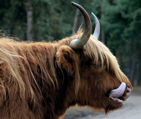 Highlander Escoc S Vaca Gado Foto Gratuita No Pixabay