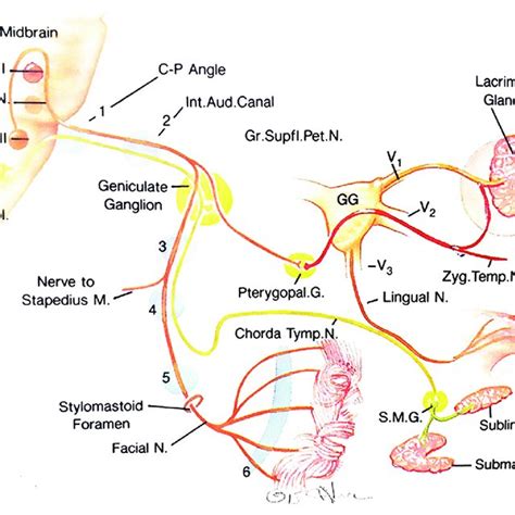 Showing Clinical Site Localization Of Facial Nerve Palsy Download