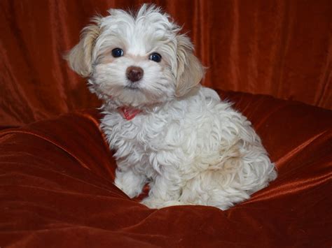 Malti Poo Dog Female Cream 3540237 Petland Dunwoody