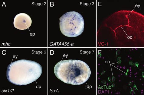 Whole Mount In Situ Hybridization And Immunohistochemistry In Planarian