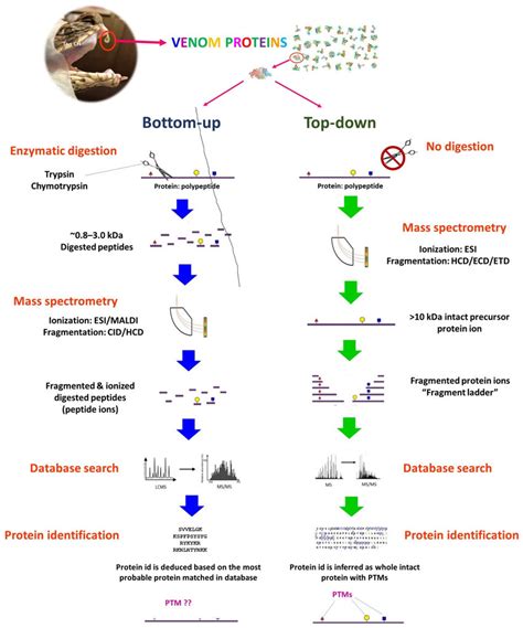 Bottom Up And Top Down Proteomics In Snake Venomics The Stark