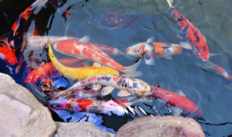 Can Koi Fish Survive Winter in Outdoor Pond? – The Fish Keeping ...