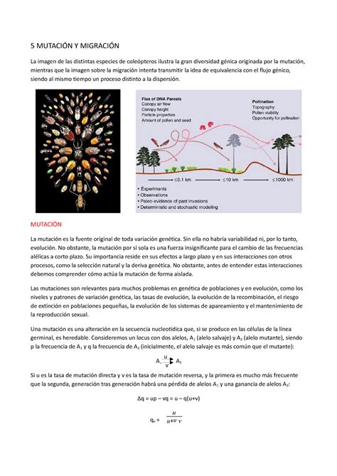 Tema 5 Resumen Xenética de poboacións e evolución 5 MUTACIÓN Y