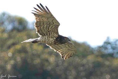 Gad Yaron Birds Photography Birds Of Prey