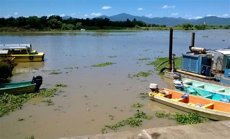 Por Extinguirse Ac Mura Pez Blanco Y Achoque En Lago De P Tzcuaro