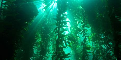 Climate Change Threatens Kelp Forests With Invasions of Weeds - EcoWatch