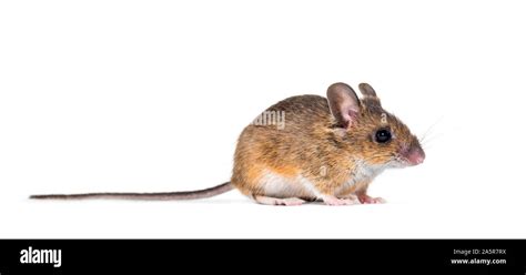 Eurasian Mouse Apodemus Species In Front Of White Background Stock