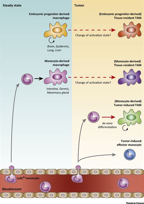 Ontogeny Of Tumor Associated Macrophages And Its Implication In Cancer