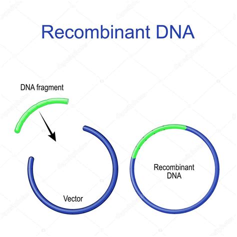 Plásmidos y ADN recombinante fragmento de ADN extraño se inserta en un