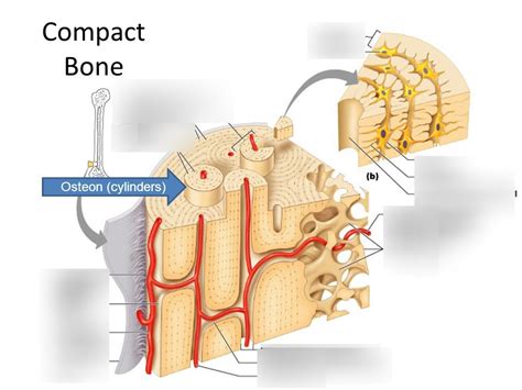 Test 2: Anatomy of Histology of Osteon (compact bone) Diagram | Quizlet