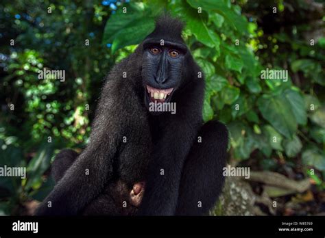 Celebes Black Crested Macaque Macaca Nigra Sub Adult Male Making