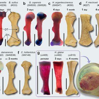 Hind Limb Phenotype Femur And Tibia Fibula Of African Mole Rats A