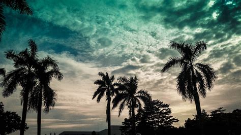 Free Images Sky Nature Palm Tree Cloud Daytime Arecales Blue