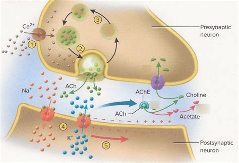 Usmle Step 1 Qbank Cholinergic Transmission With Images