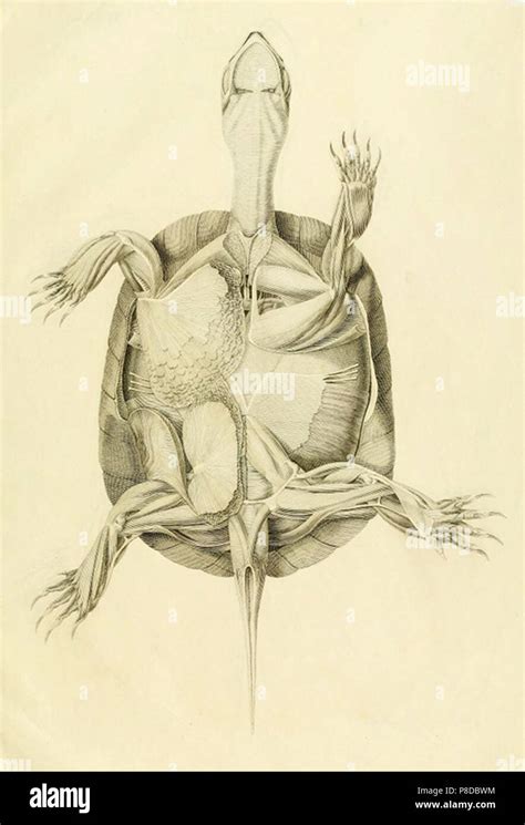 turtle anatomy Stock Photo - Alamy