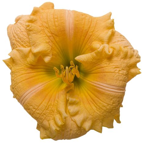 Rainbow Rhythm® Orange Smoothie Daylily Hemerocallis Hybrid