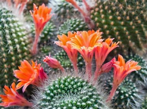 Como Cuidar Los Cactus En Primavera Consejos Tiles Para Estas Plantas