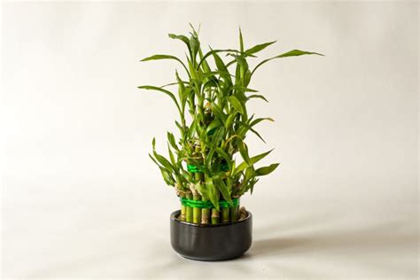 How To Propagate Lucky Bamboo Like A Pro