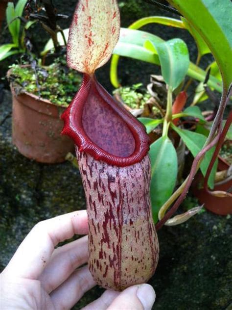 Nepenthes Ventricosa X Mapuluensis Torai S Garden