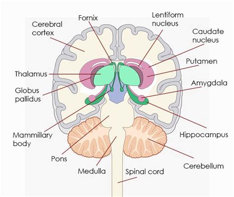 Awesome information about the location and functions of the amygdala – Artofit