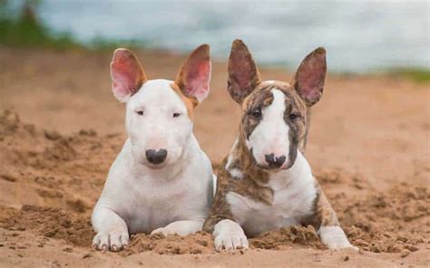 Bull Terriers Dogs Breed Facts And Information