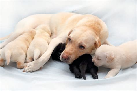 Checklist How To Help A Labrador Give Birth World Of Dogz