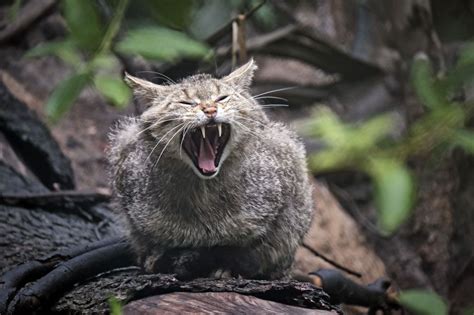 Seltene Wildkatze in Kärnten von Auto überfahren Gesellschaft