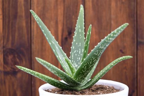 Aloe Everything About The Houseplant Plantura