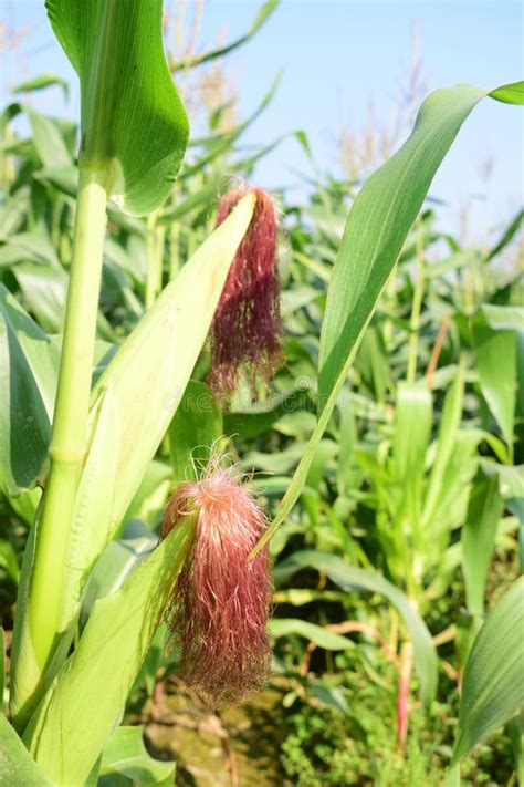 Maize Field with Maize Plant and Cob Stock Photo - Image of organic ...