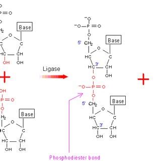 Formation of the phosphodiester bond through the condensation reaction ...