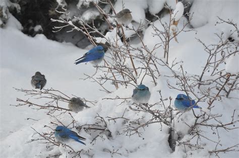 21 Fun Facts about Mountain Bluebirds - Bluebird Landlord