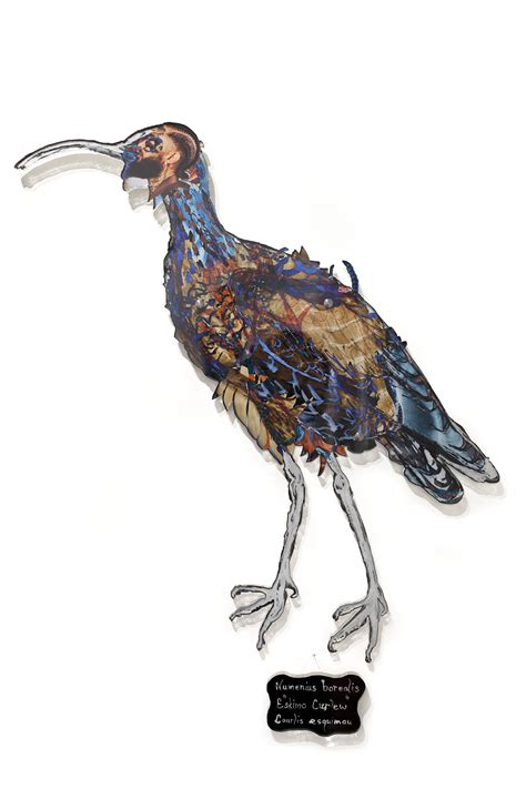 Dominique Paul, Eskimo Curlew, 2020 | Miyako Yoshinaga