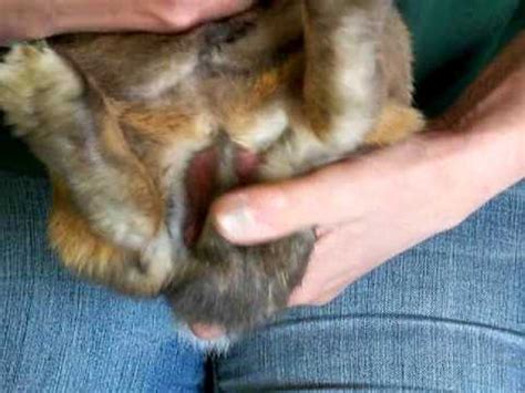 Bobtails Rescue How To Sex A Rabbit YouTube