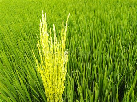 Les Plantations De Riz Sur Les Terres Agricoles Image Stock Image Du