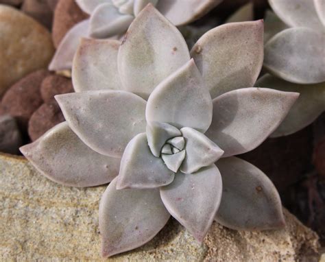 C Mo Se Cuida El Graptopetalum Paraguayense Ciber Cactus