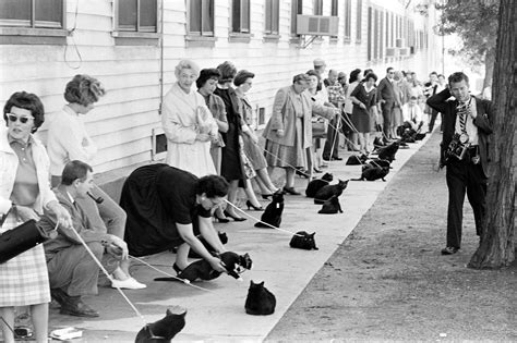 Black Cat Auditions 1961 Try Outs For Title Role In A Movie TIME