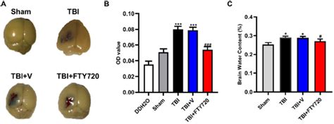 A. The mice were perfused after EB injection. The brain tissue stained ...