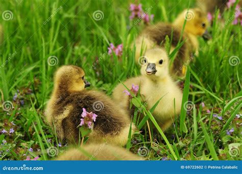 Toulouse Goslings Stock Photo Image Of Yellow Breed 69722602